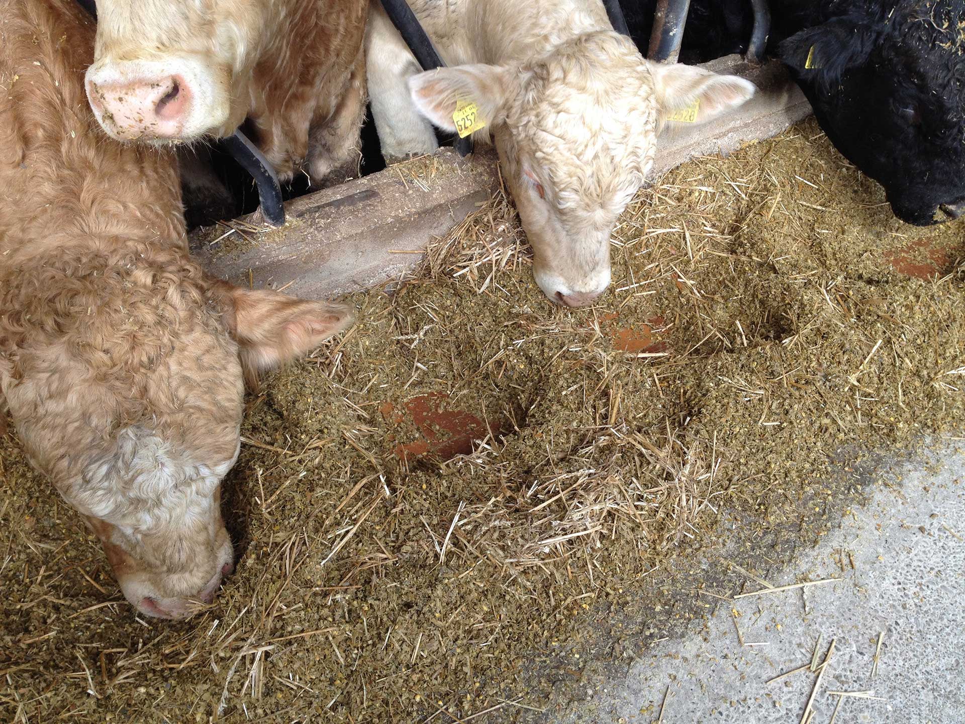 Lochfraß am Futtertisch bei Mastbullen