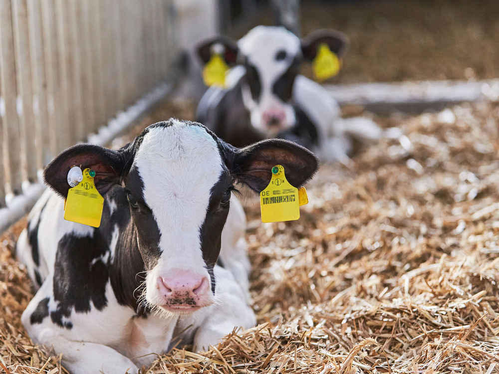 Erfolgreich mit dem neuen KALBI MILCH-Programm