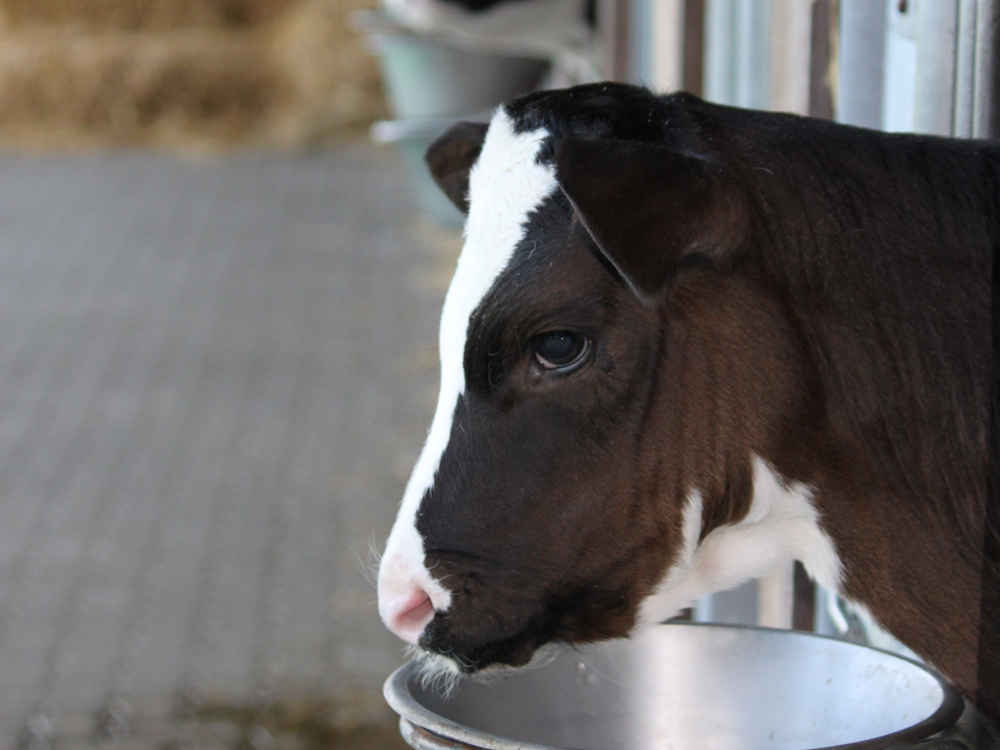 Kälberfütterung – Früher Absetzen mit KALBI TMR ALFA PLUS