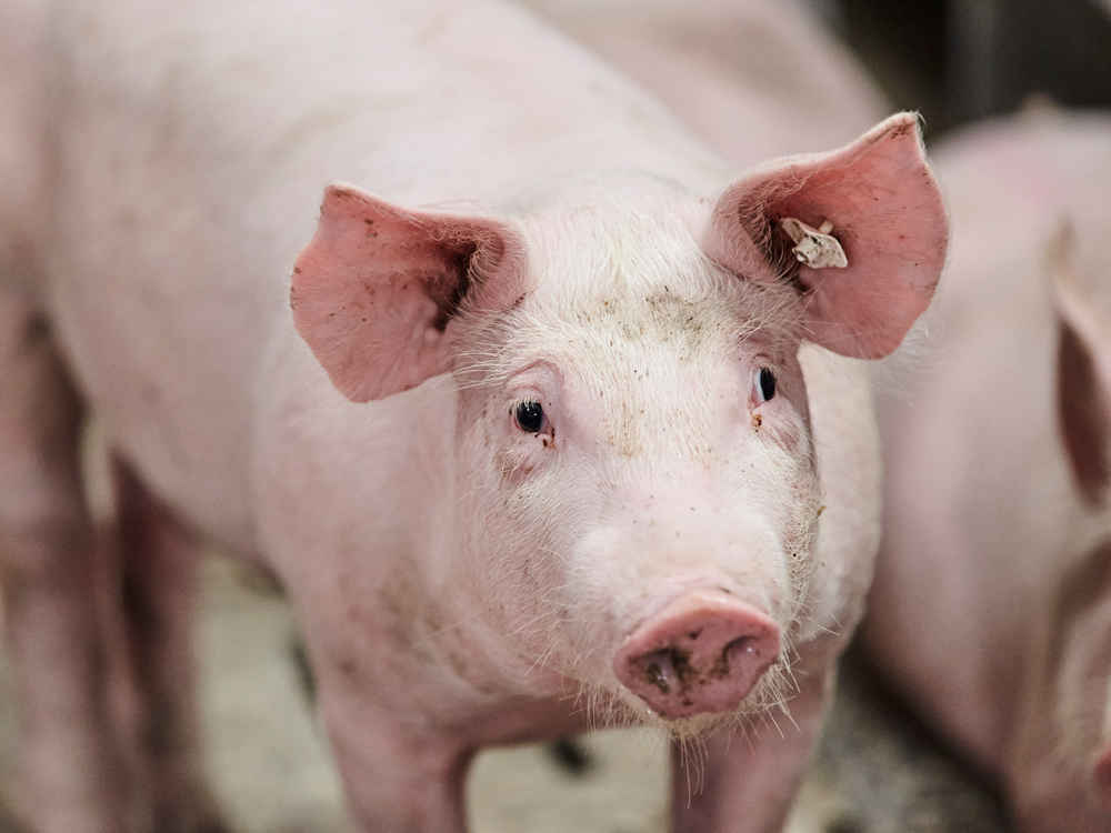 Mineralfutterprogramm für Schweine