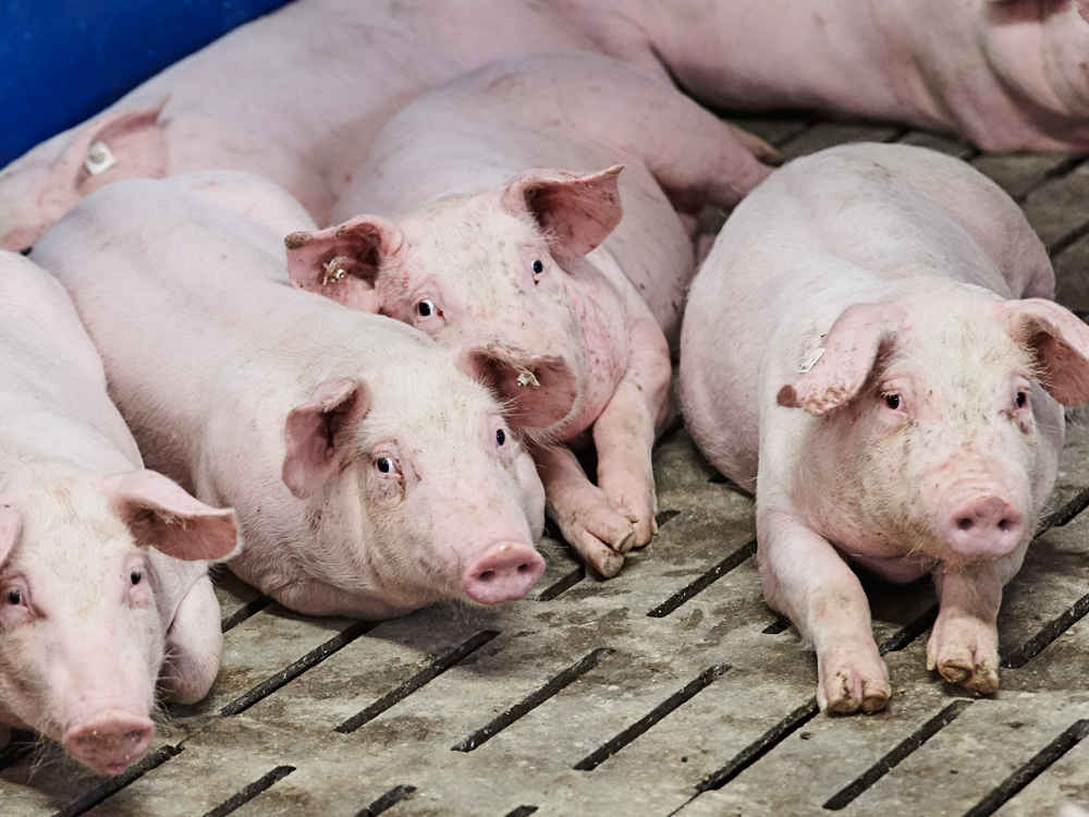 SCHAUMA OMNI-S – für die leistungsstarke Fütterung von Sauen und Ebern