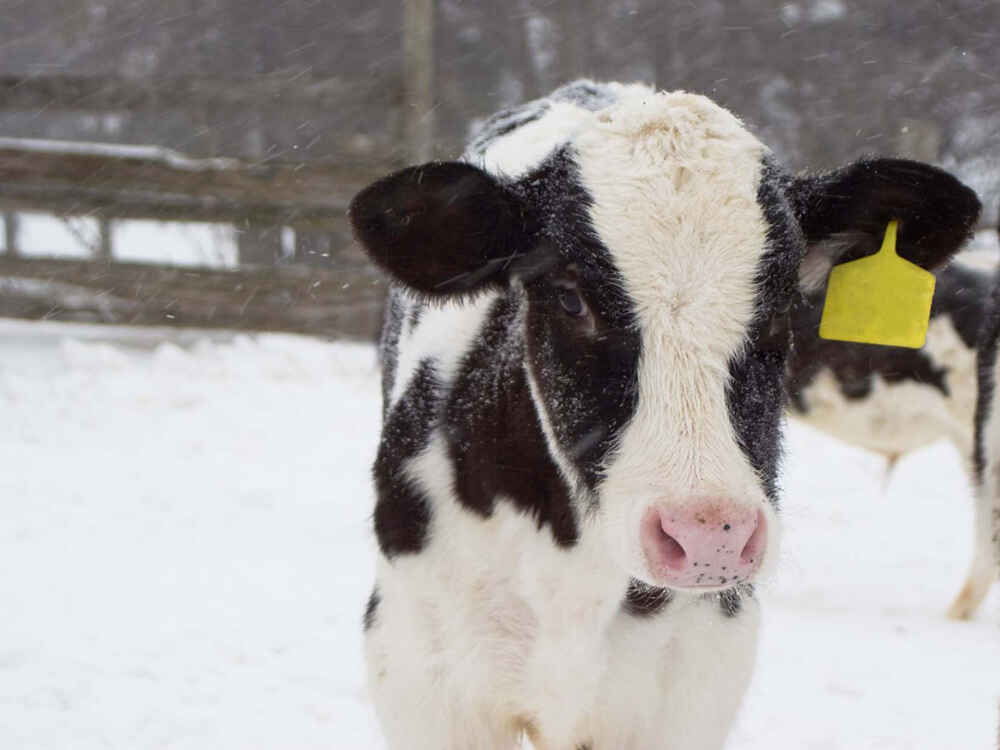 Kalb im Schnee