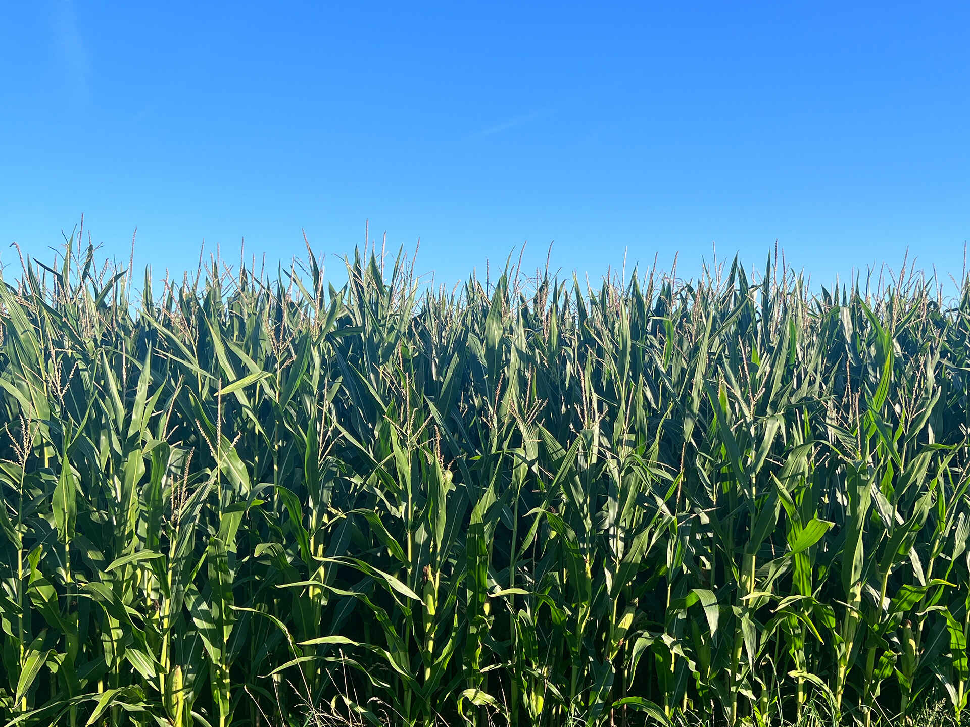 Maisbestand vor der Ernte