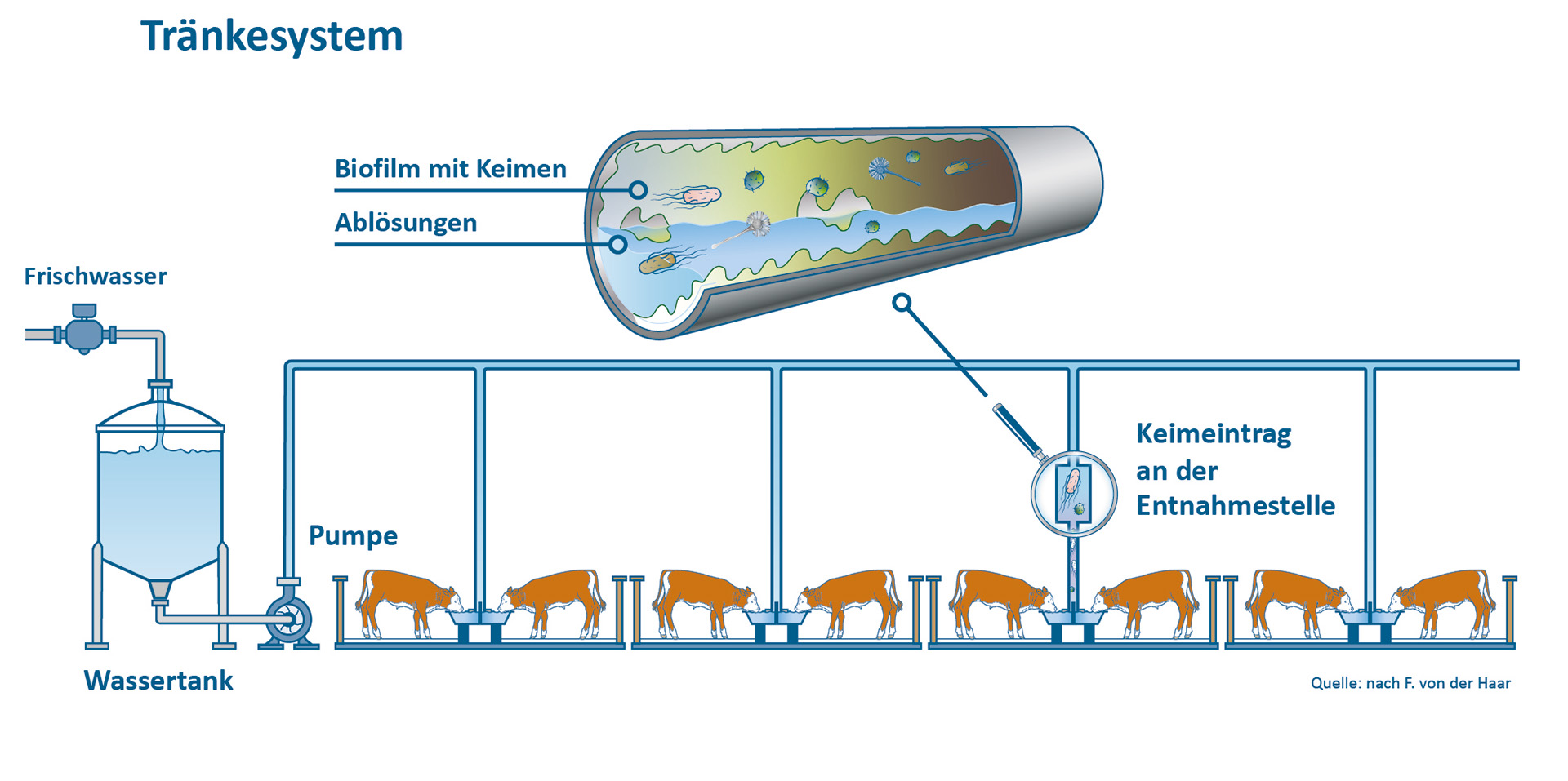 Biofilmbildung in Wasserleitungen