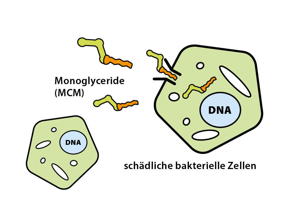 Monoglyceride