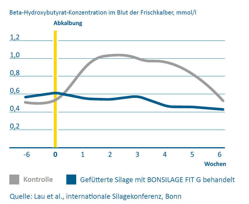 Siliermittel BONSILAGE FIT G senkt die Ketosegefahr nach dem Kalben