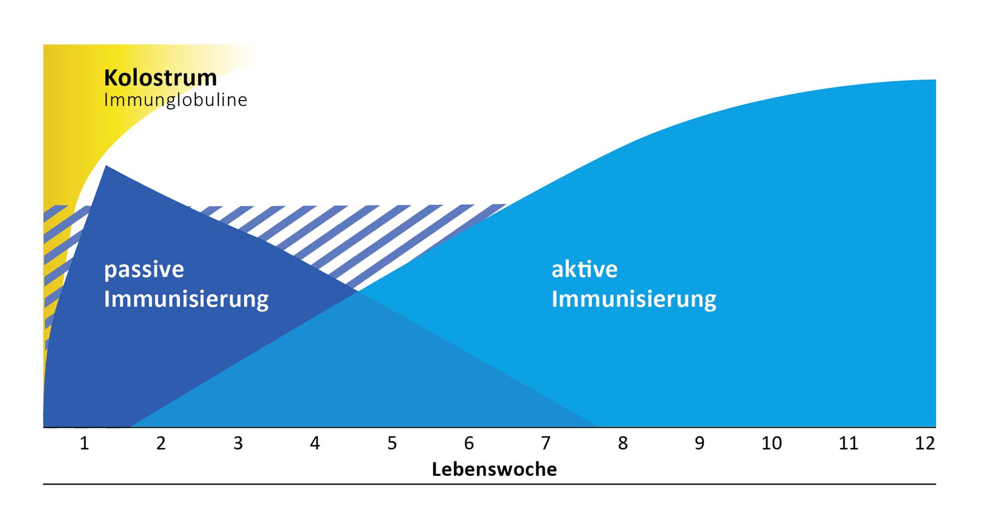 Verlauf der passiven und aktiven Immunisierung beim Kalb