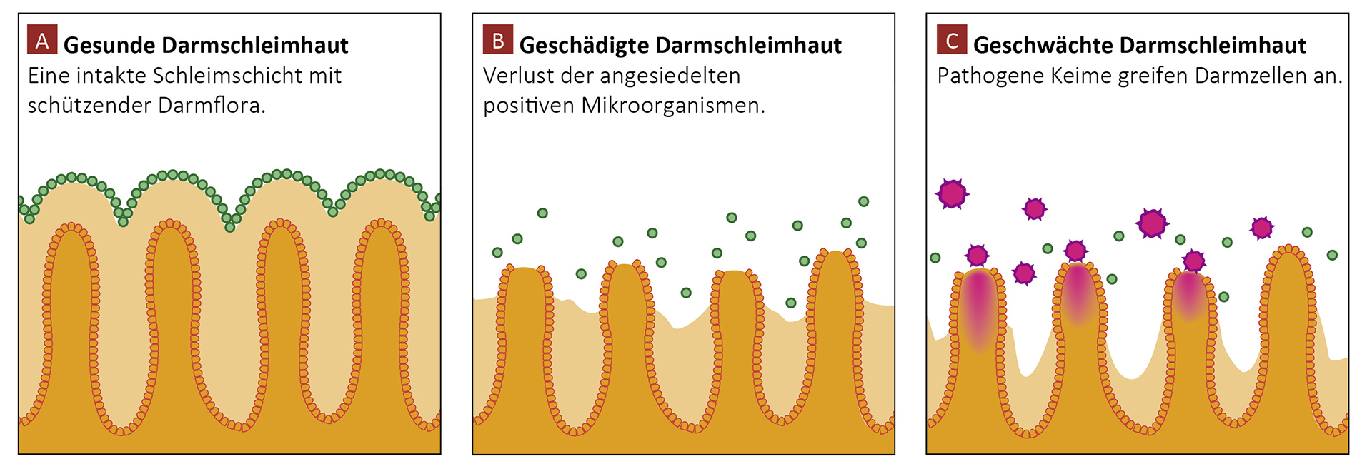 Gesunde Darmschleimhaut Ferkel