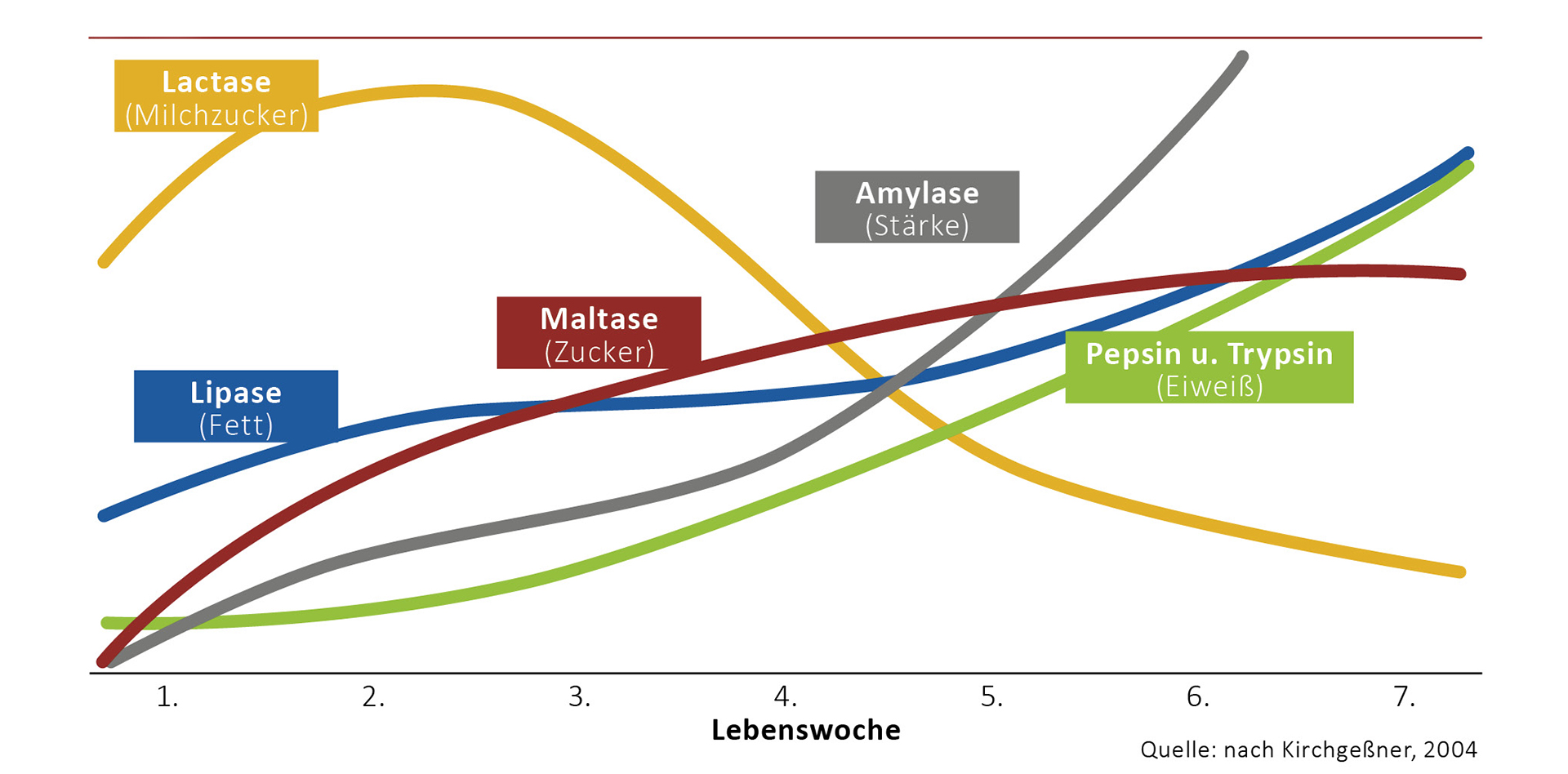 Enzymaktivität im Dünndarm der Ferkel