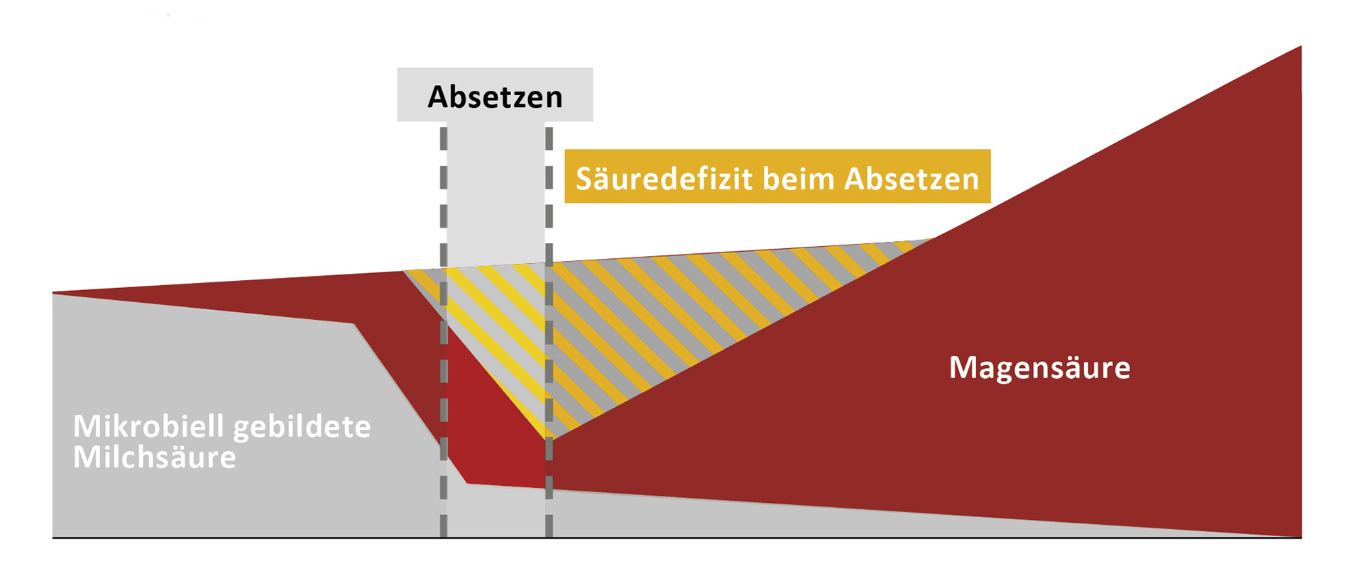 Entwicklung der Magensäureproduktion